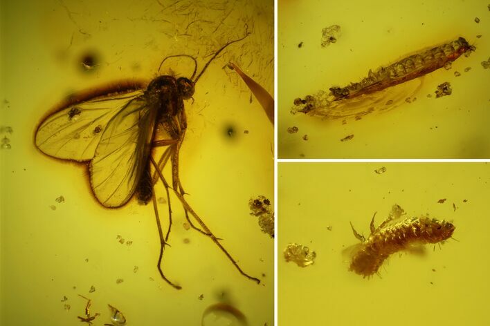 Two Fossil Beetle Larvae And a Fly in Baltic Amber #159766